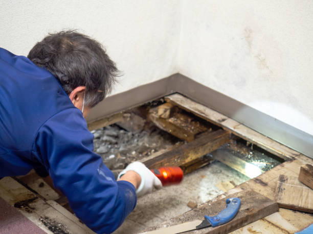 Best Home Mold Removal  in Yacolt, WA