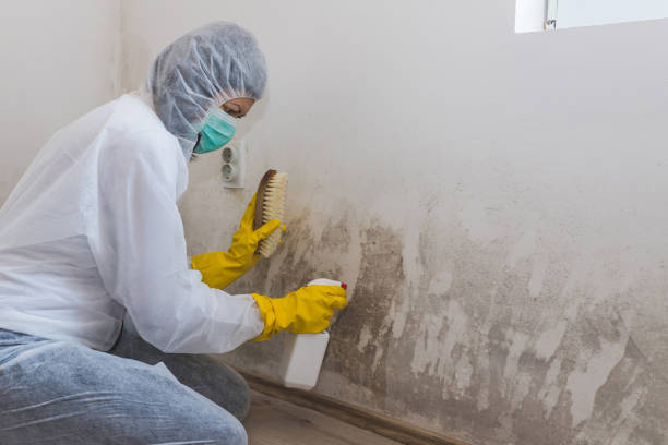 Best Best Mold Removal Companies  in Yacolt, WA