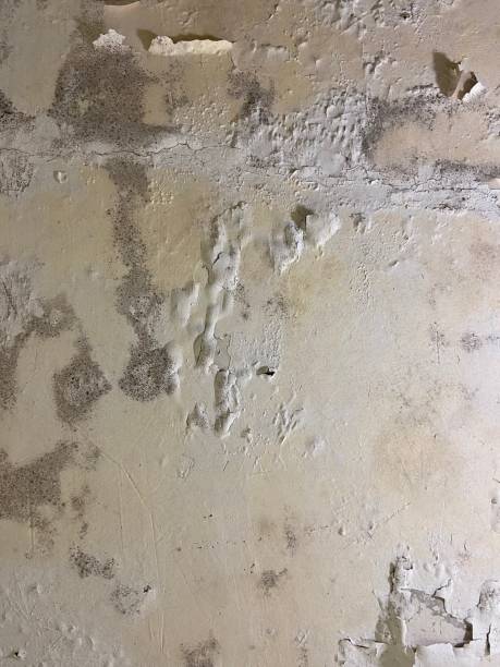 Best Same-Day Mold Removal  in Yacolt, WA