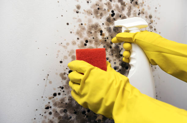 Best Crawl Space Mold Removal  in Yacolt, WA