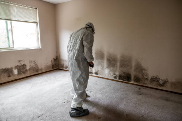 Best Mold Removal Near Me  in Yacolt, WA