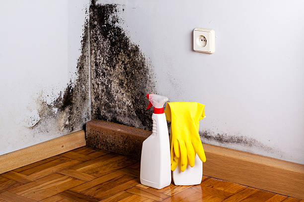 Best Mold Cleaning Services  in Yacolt, WA