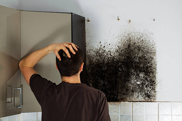 Best Mold Removal Company Near Me  in Yacolt, WA