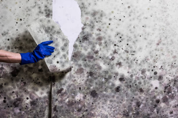 Best Black Mold Removal  in Yacolt, WA