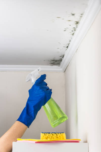 Best Office Mold Removal Services  in Yacolt, WA
