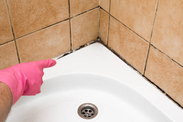Professional Mold Removal in Yacolt, WA