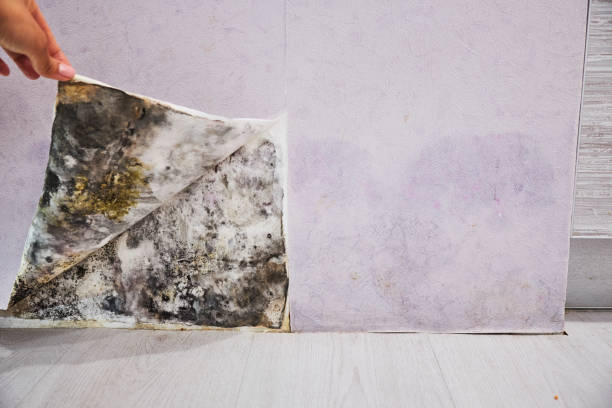Best Mold Removal Near Me  in Yacolt, WA